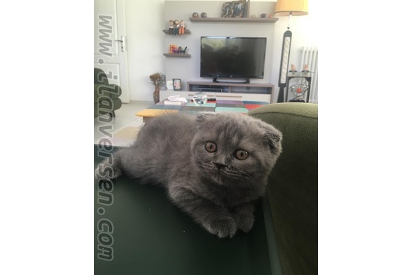 Scottish fold Sahibinden 1200 TL