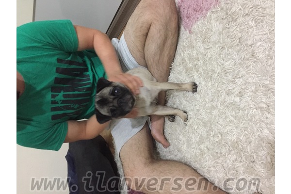 İçmeler Mah. köpek ilanı ver