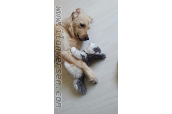 Golden retriever 0 TL Güzeltepe Mah.