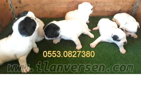 köpek French bulldog fiyatları