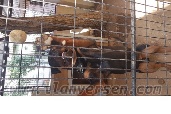 satilik rottweiler