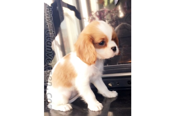 Cavalier king Charles Sahibinden 0 TL