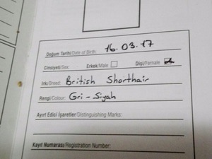  British Shorthair
