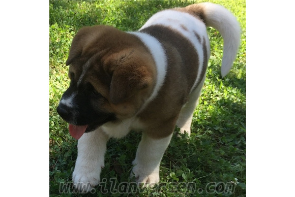 Akita inu 500 TL Teşvikiye Mah.