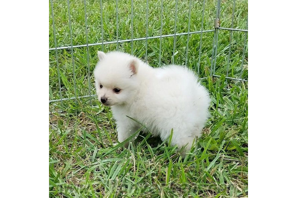 Dişi ve Erkek köpek Ören Köyü