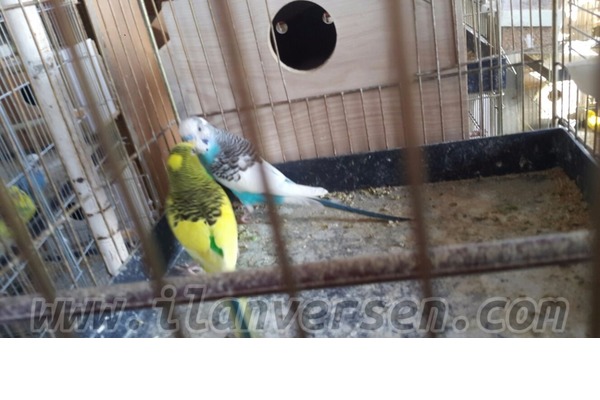 Yeni Mah. Muhabbet ilanı