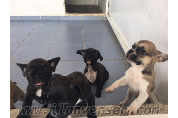 French bulldog Sahibinden 1000 TL