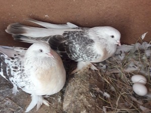 ala güvercinler Çeşmeli Köyü hayvanlar ilanı ver