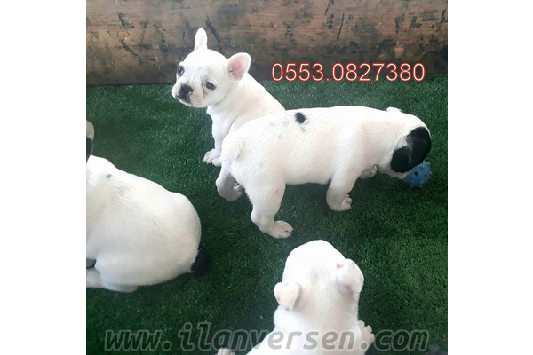 French bulldog yaş 0-3 Aylık Gürpınar Mah.