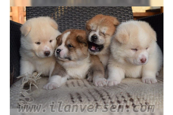 Akita inu Dişi ve Erkek köpek