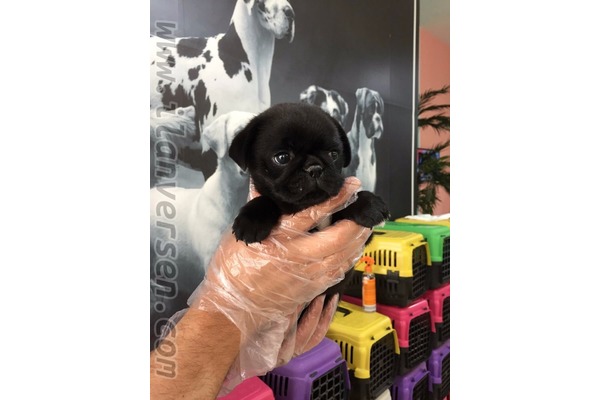 Örnek Mah. köpek ilanları