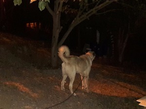  köpek ilanlari Baklalı Köyü