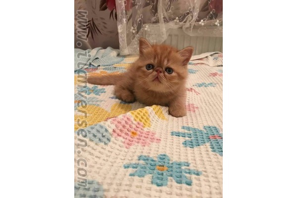Dişi ve Erkek Sahibinden Çengelköy Mah.