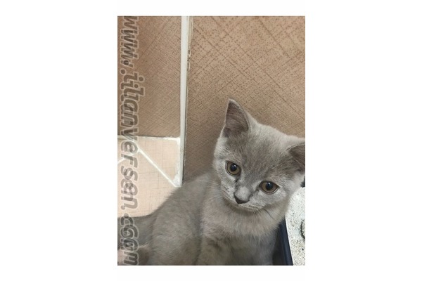 British shorthair Dişi ve Erkek kedi