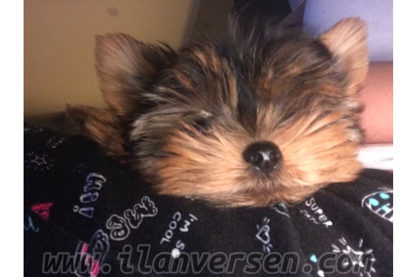 Yorkshire terrier Hacılar Mah.