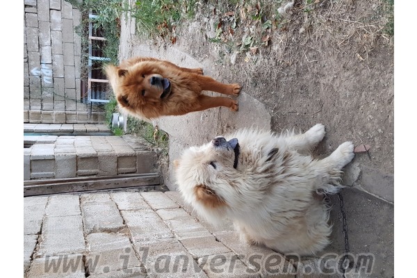 Chow Chow Dişi ve Erkek Hamidiye Mah.