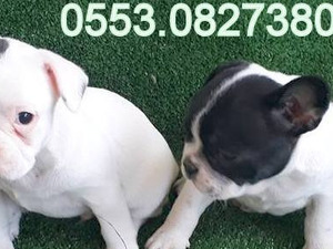 Gürpınar Mah. köpek ilanları