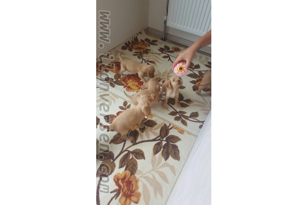 Beğendik Bld. köpek ilanı