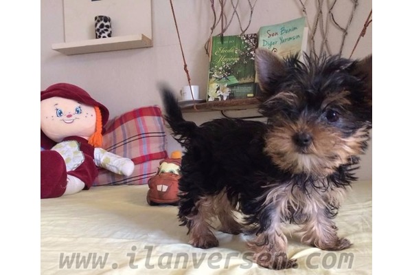 Çelebi Mah. köpek ilanları