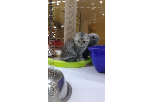 Çelebi Mah. kedi ilanı