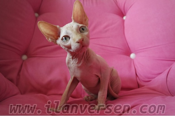 Harbiye Mah. kedi ilanları