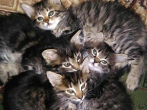 minik kediler Parazit tedavisi yapılmış Maine coon