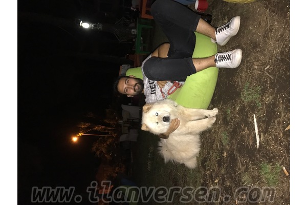 Chow Chow 0 TL Ulucami Mah.