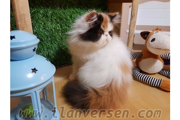 Dişi kedi Çengelköy Mah.