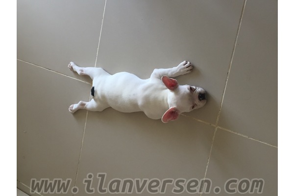 French bulldog Sahibinden Cumhuriyet Mah.