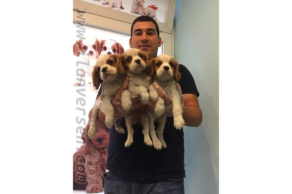 Cavalier king Charles Selimpaşa Merkez Mah.