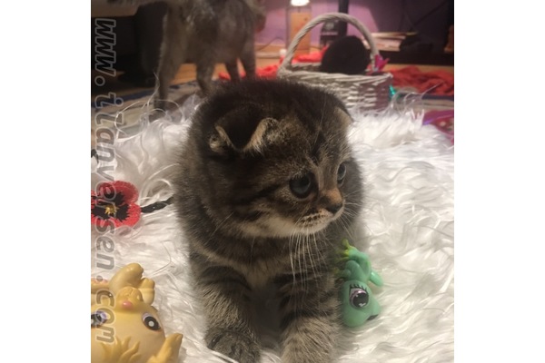 Scottish fold Dişi kedi