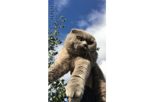 Scottish fold 1