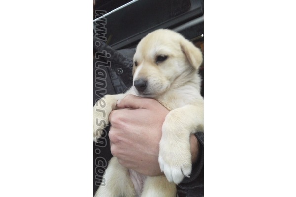 Arnavutköy Merkez Mah. Golden retriever ilanları