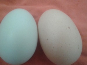 yesil yumurta Marmaracık Bld. hayvanlar ilanları