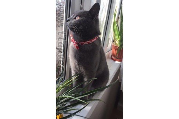 kedi Russian blue fiyatları
