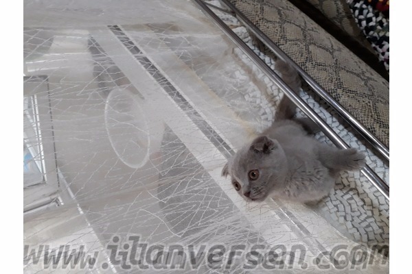 Scottish fold 3-6 Aylık