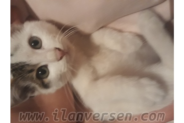 Russian blue Sahibinden Uğur Mumcu Mah.