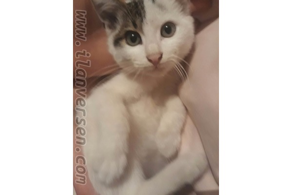 Uğur Mumcu Mah. kedi fiyatları