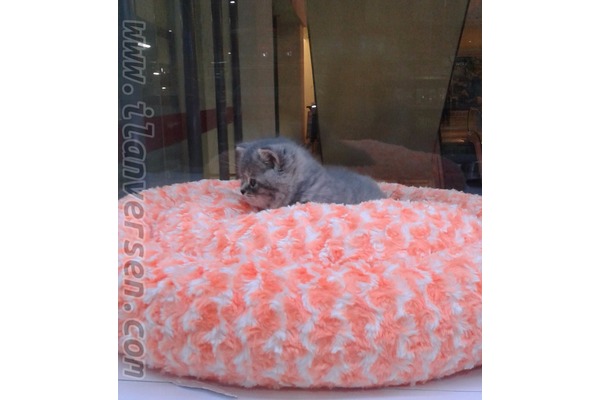 British shorthair Dişi ve Erkek kedi