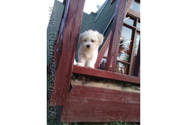 Maltese terrier yaş 0-3 Aylık Çelebi Mah.