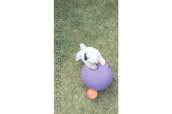 Shih-Tzu Sahibinden 1300 TL