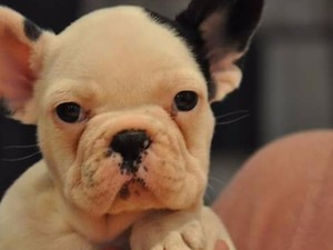 French bulldog Dişi ve Erkek Çatalarık Mah.