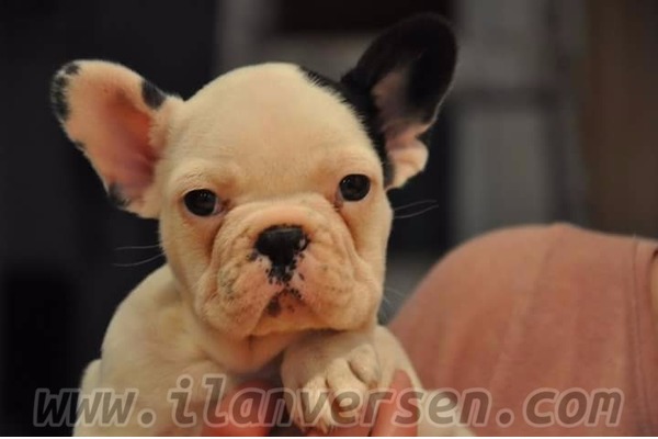 French bulldog Dişi ve Erkek Çatalarık Mah.