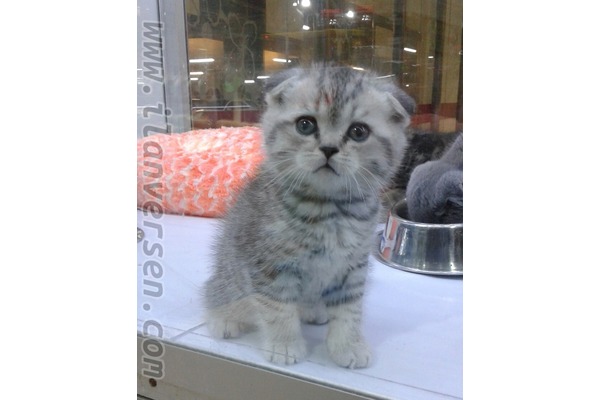 Scottish fold Sahibinden Çelebi Mah.