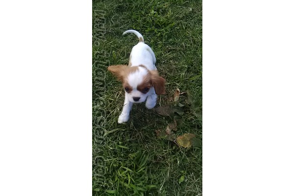 köpek ilanlari Çelebi Mah.