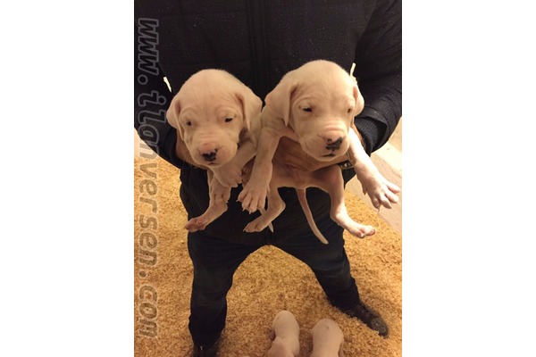 Diğer köpek ırkı Sahibinden Yalı Mah.