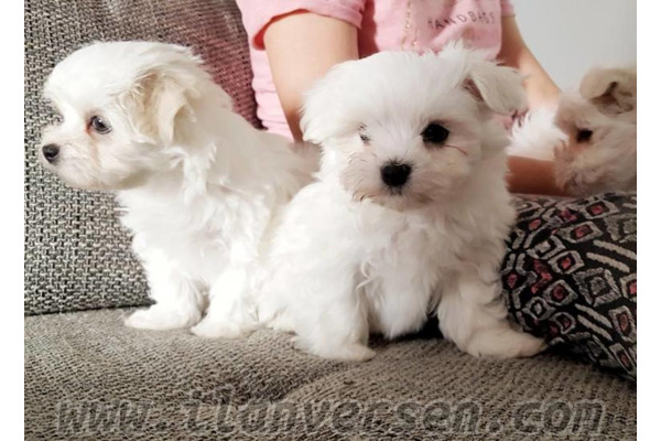 Maltese terrier Dişi ve Erkek Küçükavulcuk Köyü