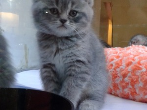  British shorthair kedi Güzelbahçe