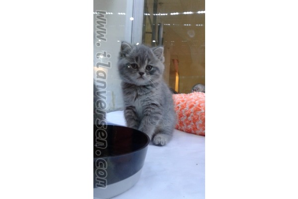 British shorthair kedi Güzelbahçe