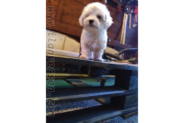 Maltese terrier Erkek Çelebi Mah.